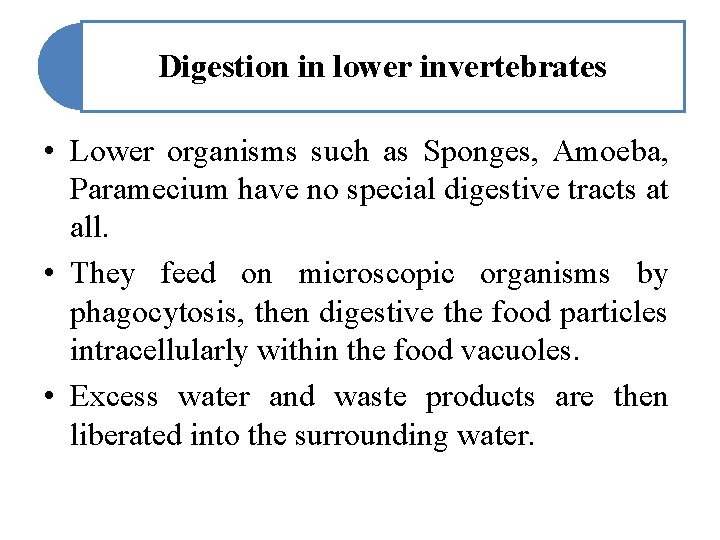 Digestion in lower invertebrates • Lower organisms such as Sponges, Amoeba, Paramecium have no