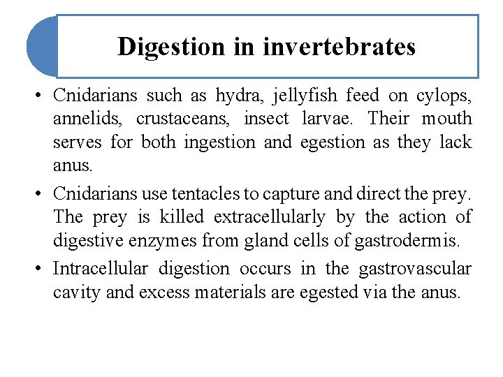 Digestion in invertebrates • Cnidarians such as hydra, jellyfish feed on cylops, annelids, crustaceans,