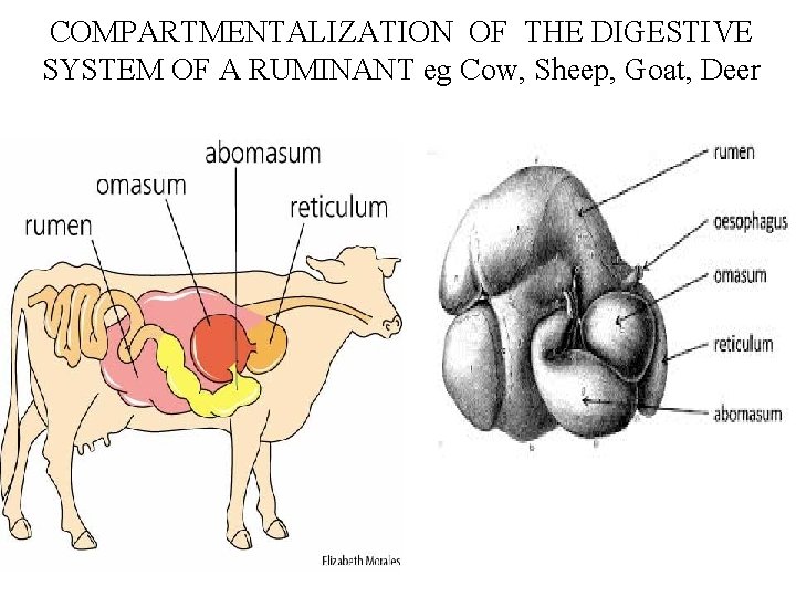 COMPARTMENTALIZATION OF THE DIGESTIVE SYSTEM OF A RUMINANT eg Cow, Sheep, Goat, Deer 