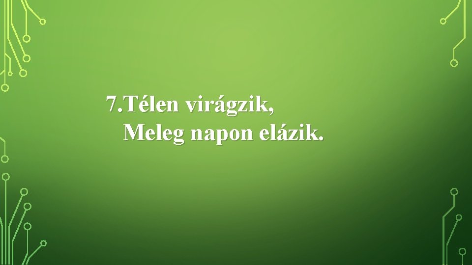 7. Télen virágzik, Meleg napon elázik. 