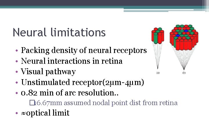 Neural limitations • • • Packing density of neural receptors Neural interactions in retina Neural limitations • • • Packing density of neural receptors Neural interactions in retina