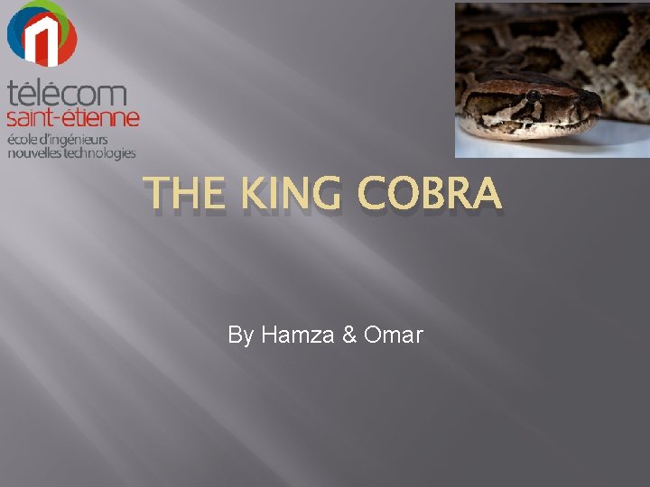 THE KING COBRA By Hamza & Omar 