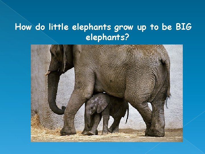 How do little elephants grow up to be BIG elephants? 