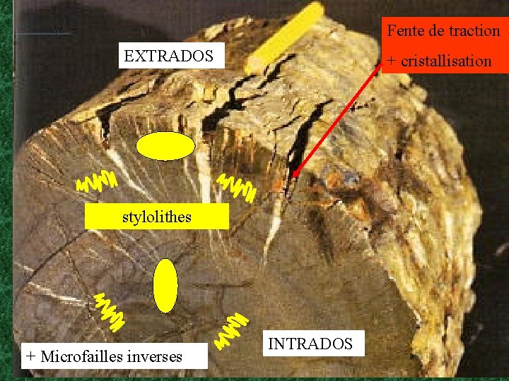 Fente de traction EXTRADOS + cristallisation stylolithes + Microfailles inverses INTRADOS 