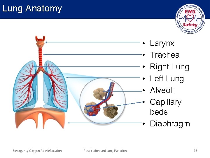 Lung Anatomy • • • Larynx Trachea Right Lung Left Lung Alveoli Capillary beds