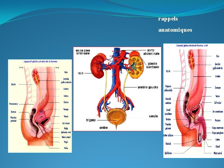 rappels anatomiques 