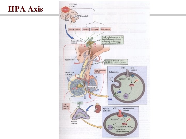 HPA Axis HPA Axis