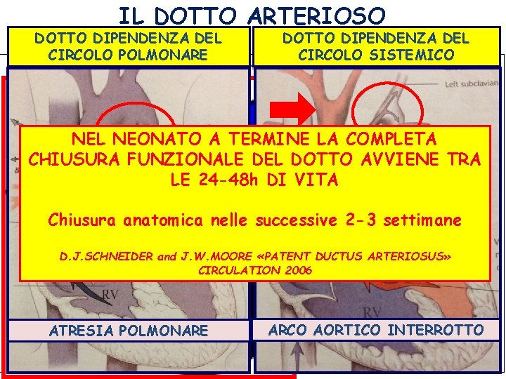IL DOTTO ARTERIOSO DOTTO DIPENDENZA DEL CIRCOLO POLMONARE DOTTO DIPENDENZA DEL CIRCOLO SISTEMICO NEL