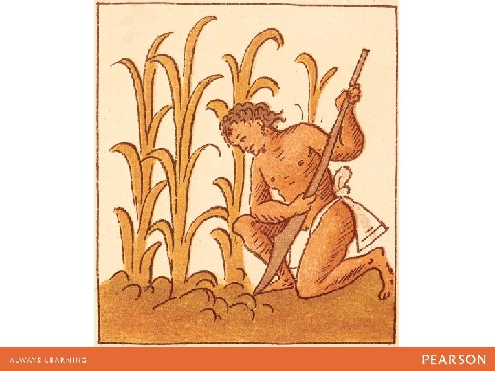 Mesoamerican maize cultivation, as illustrated by an Aztec artist for the Florentine Codex 