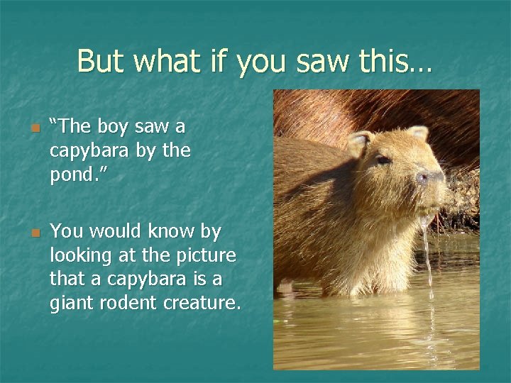 But what if you saw this… n n “The boy saw a capybara by