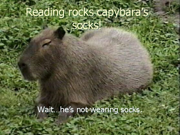 Reading rocks capybara’s socks! Wait…he’s not wearing socks. 