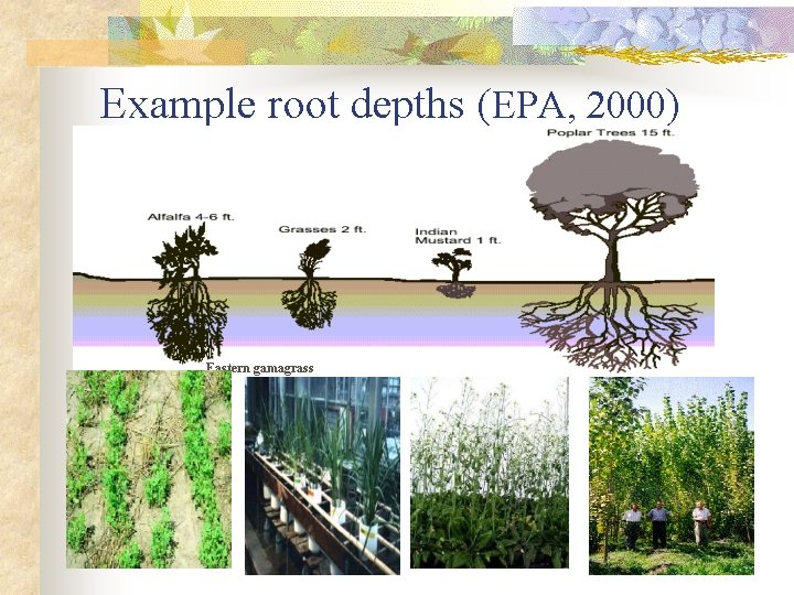 Example root depths (EPA, 2000) Eastern gamagrass 