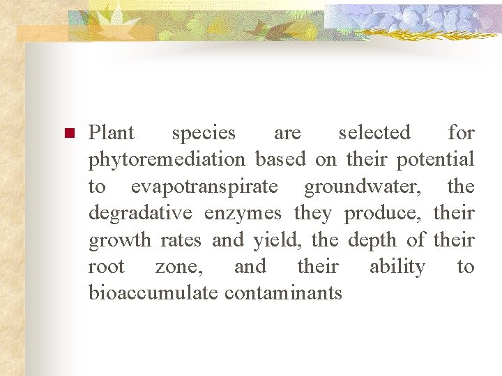 n Plant species are selected for phytoremediation based on their potential to evapotranspirate groundwater,