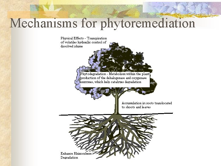 Mechanisms for phytoremediation 