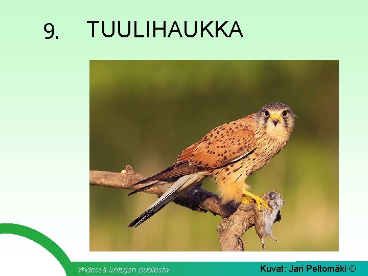 9. TUULIHAUKKA Yhdessä lintujen puolesta Kuvat: Jari Peltomäki © 