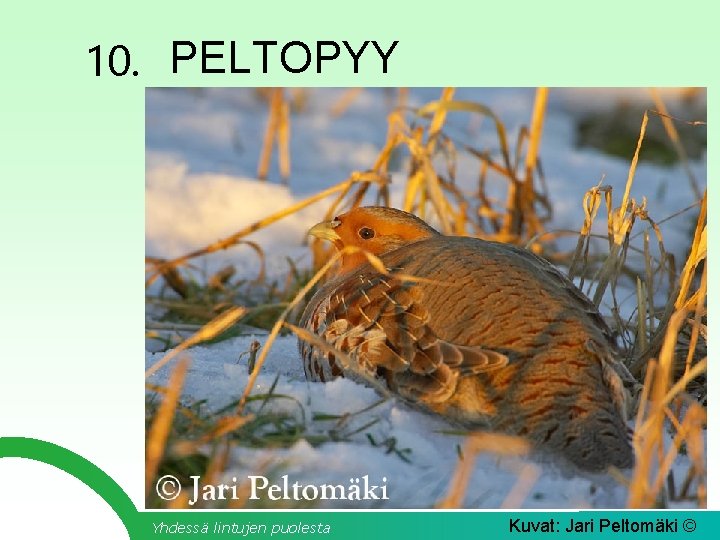 10. PELTOPYY Yhdessä lintujen puolesta Kuvat: Jari Peltomäki © 