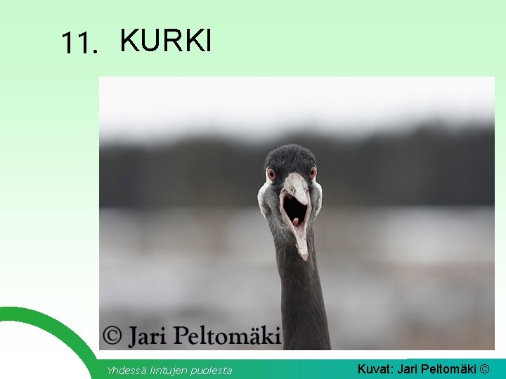 11. KURKI Yhdessä lintujen puolesta Kuvat: Jari Peltomäki © 