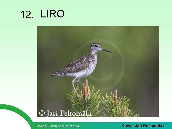 12. LIRO Yhdessä lintujen puolesta Kuvat: Jari Peltomäki © 