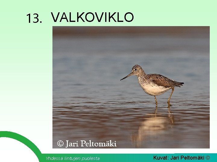 13. VALKOVIKLO Yhdessä lintujen puolesta Kuvat: Jari Peltomäki © 