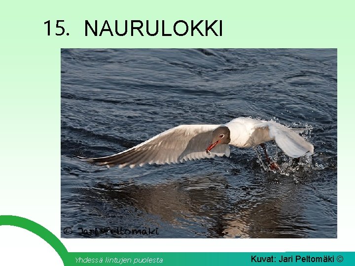 15. NAURULOKKI Yhdessä lintujen puolesta Kuvat: Jari Peltomäki © 