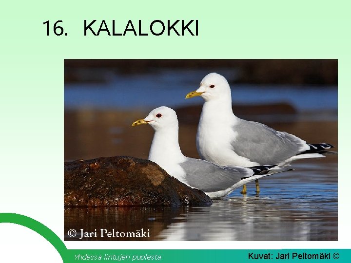16. KALALOKKI Yhdessä lintujen puolesta Kuvat: Jari Peltomäki © 