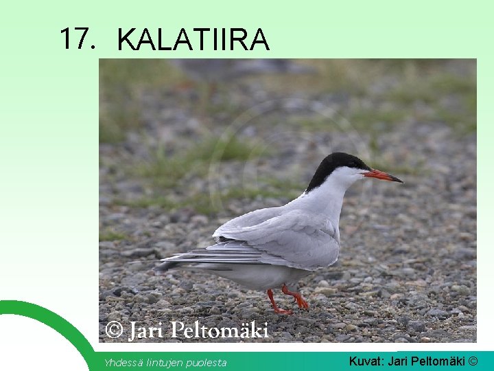 17. KALATIIRA Yhdessä lintujen puolesta Kuvat: Jari Peltomäki © 