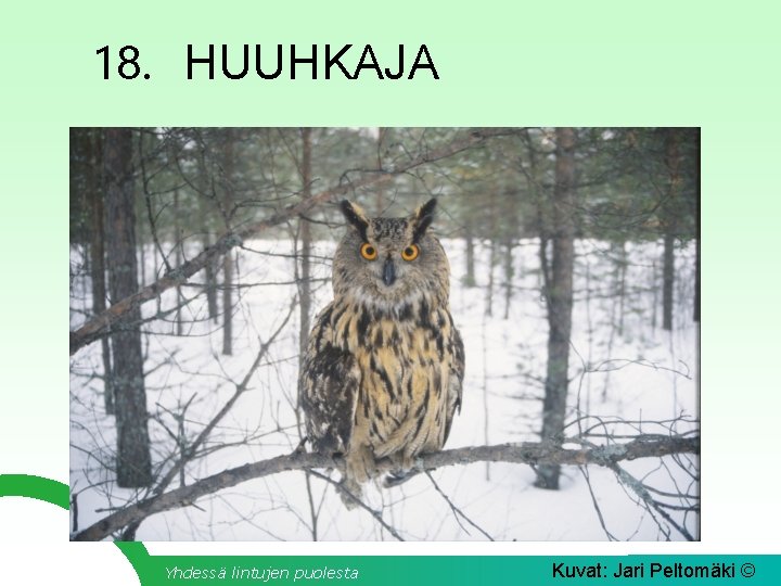 18. HUUHKAJA Yhdessä lintujen puolesta Kuvat: Jari Peltomäki © 