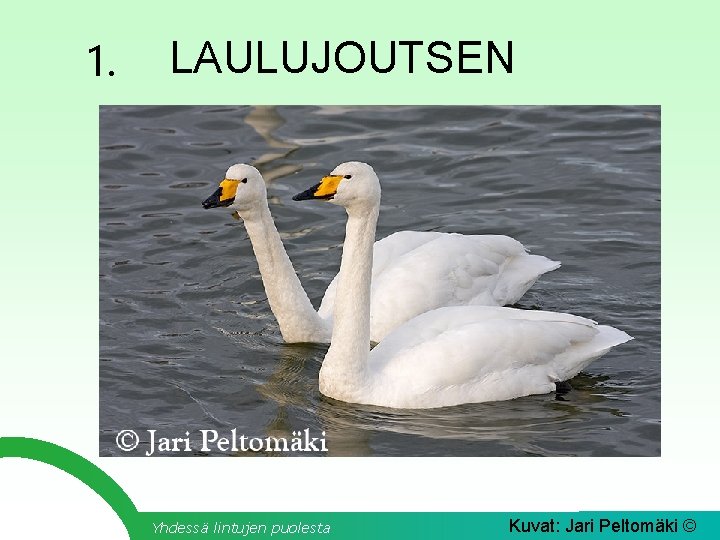1. LAULUJOUTSEN Yhdessä lintujen puolesta Kuvat: Jari Peltomäki © 