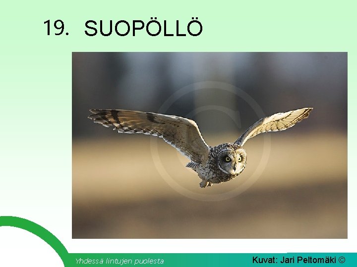 19. SUOPÖLLÖ Yhdessä lintujen puolesta Kuvat: Jari Peltomäki © 