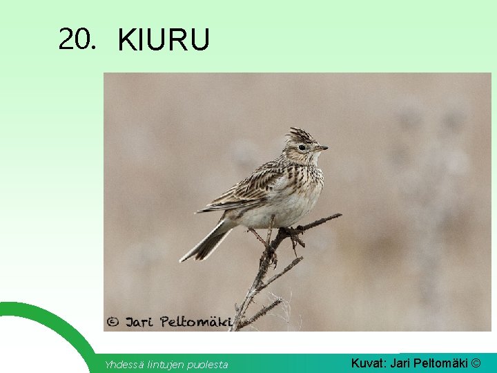 20. KIURU Yhdessä lintujen puolesta Kuvat: Jari Peltomäki © 