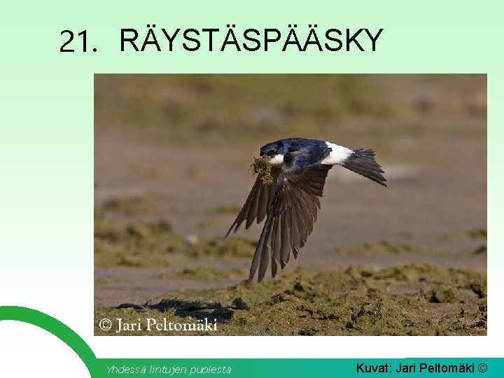21. RÄYSTÄSPÄÄSKY Yhdessä lintujen puolesta Kuvat: Jari Peltomäki © 