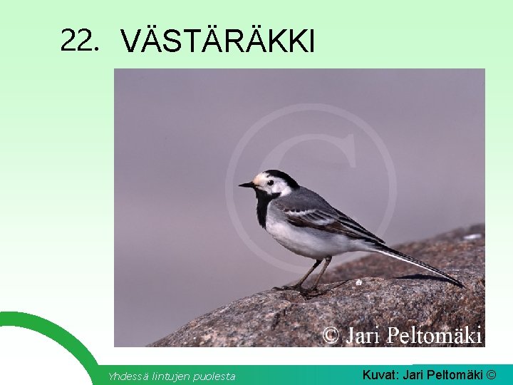 22. VÄSTÄRÄKKI Yhdessä lintujen puolesta Kuvat: Jari Peltomäki © 