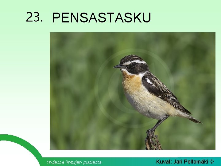 23. PENSASTASKU Yhdessä lintujen puolesta Kuvat: Jari Peltomäki © 