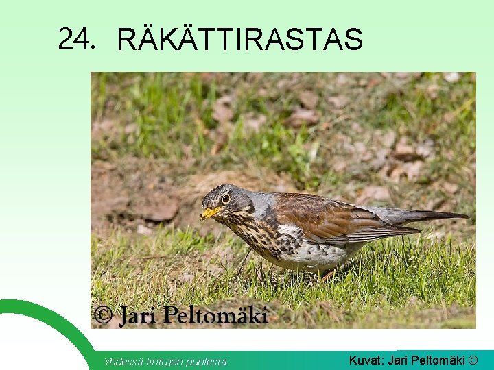 24. RÄKÄTTIRASTAS Yhdessä lintujen puolesta Kuvat: Jari Peltomäki © 