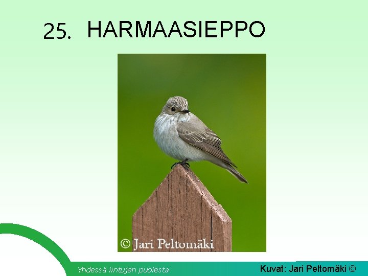 25. HARMAASIEPPO Yhdessä lintujen puolesta Kuvat: Jari Peltomäki © 