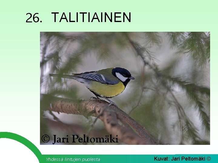 26. TALITIAINEN Yhdessä lintujen puolesta Kuvat: Jari Peltomäki © 