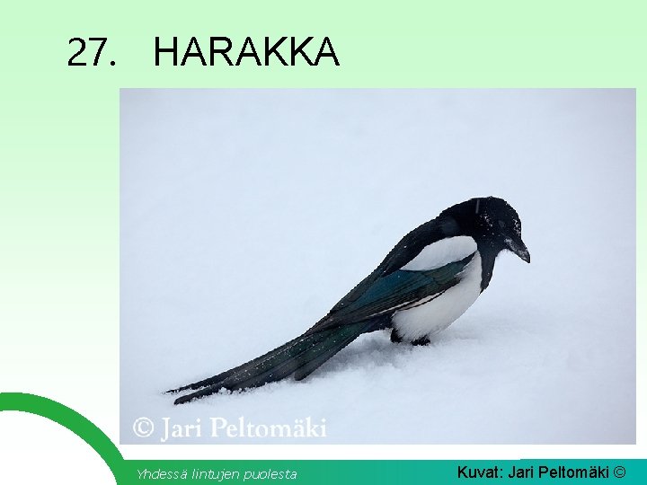 27. HARAKKA Yhdessä lintujen puolesta Kuvat: Jari Peltomäki © 