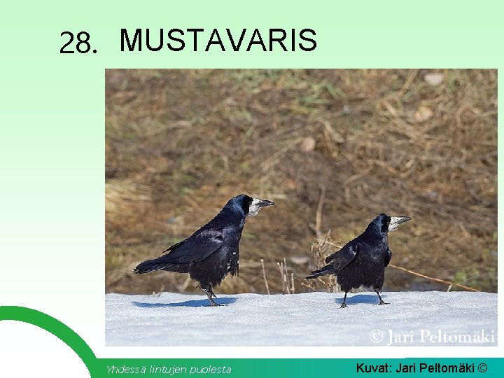 28. MUSTAVARIS Yhdessä lintujen puolesta Kuvat: Jari Peltomäki © 