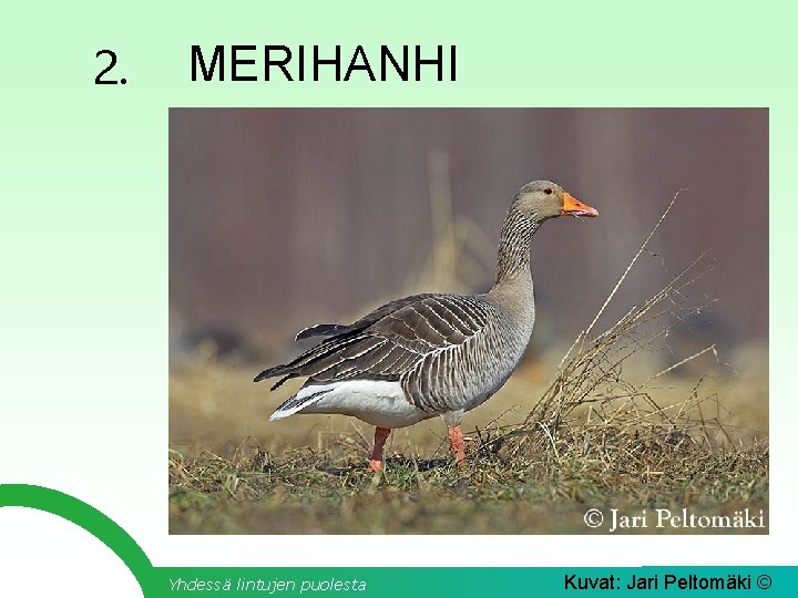 2. MERIHANHI Yhdessä lintujen puolesta Kuvat: Jari Peltomäki © 