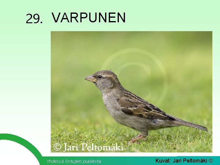 29. VARPUNEN Yhdessä lintujen puolesta Kuvat: Jari Peltomäki © 
