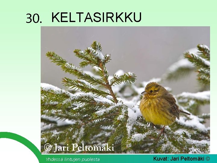 30. KELTASIRKKU Yhdessä lintujen puolesta Kuvat: Jari Peltomäki © 
