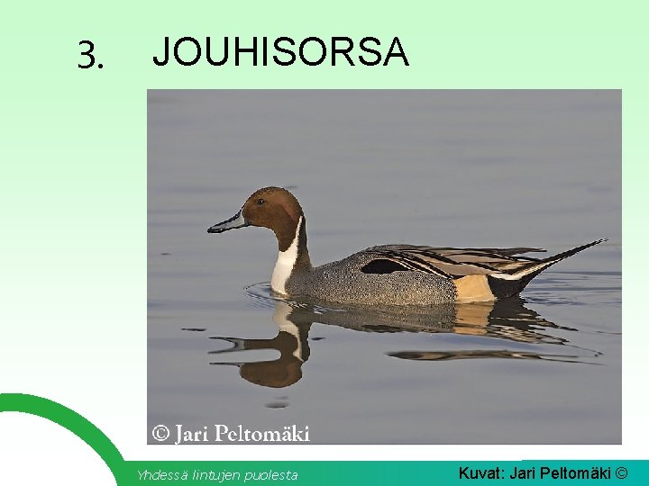 3. JOUHISORSA Yhdessä lintujen puolesta Kuvat: Jari Peltomäki © 