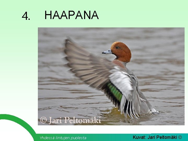 4. HAAPANA Yhdessä lintujen puolesta Kuvat: Jari Peltomäki © 