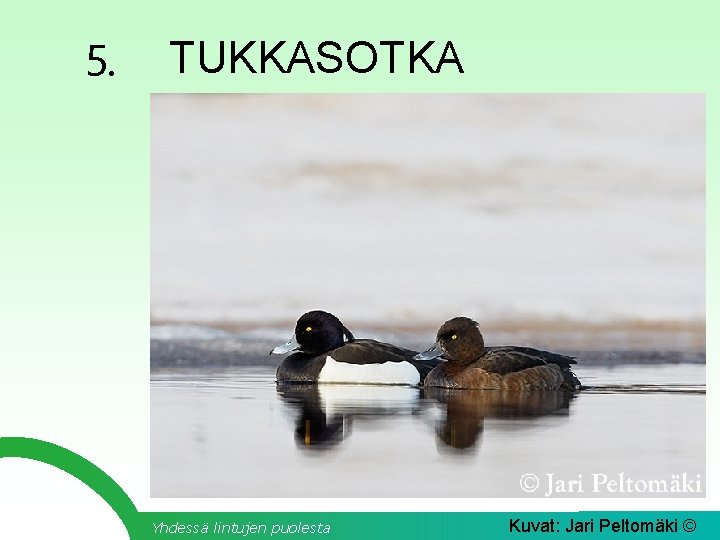5. TUKKASOTKA Yhdessä lintujen puolesta Kuvat: Jari Peltomäki © 