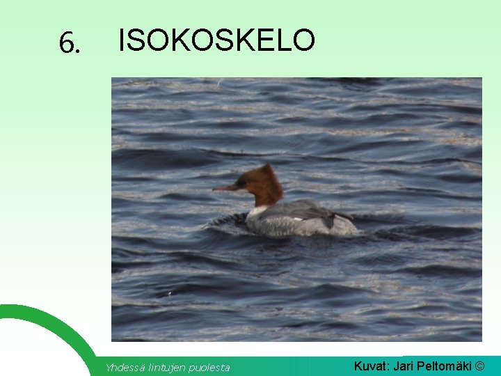 6. ISOKOSKELO Yhdessä lintujen puolesta Kuvat: Jari Peltomäki © 