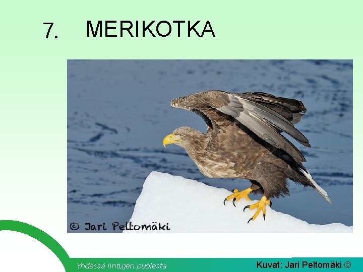 7. MERIKOTKA Yhdessä lintujen puolesta Kuvat: Jari Peltomäki © 