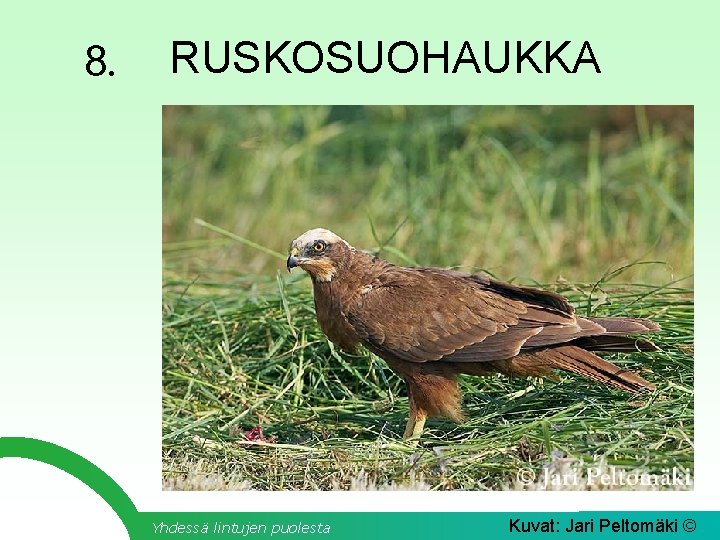 8. RUSKOSUOHAUKKA Yhdessä lintujen puolesta Kuvat: Jari Peltomäki © 