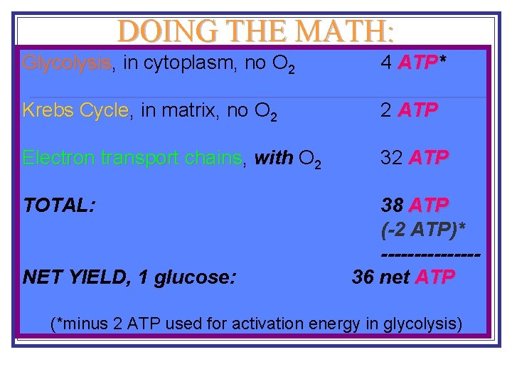 DOING THE MATH: Glycolysis, Glycolysis in cytoplasm, no O 2 4 ATP* ATP Krebs