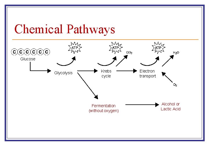Section 9 -1 Chemical Pathways Glucose Glycolysis Krebs cycle Fermentation (without oxygen) Electron transport