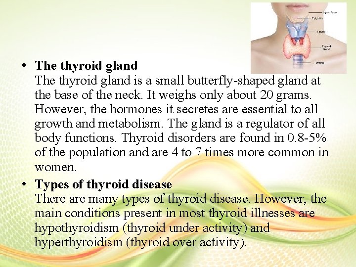  • The thyroid gland is a small butterfly-shaped gland at the base of